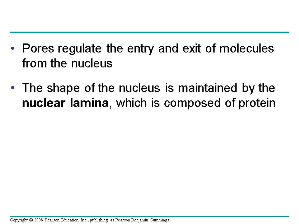 Pores regulate the entry and exit of molecules from the nucleus The shape of